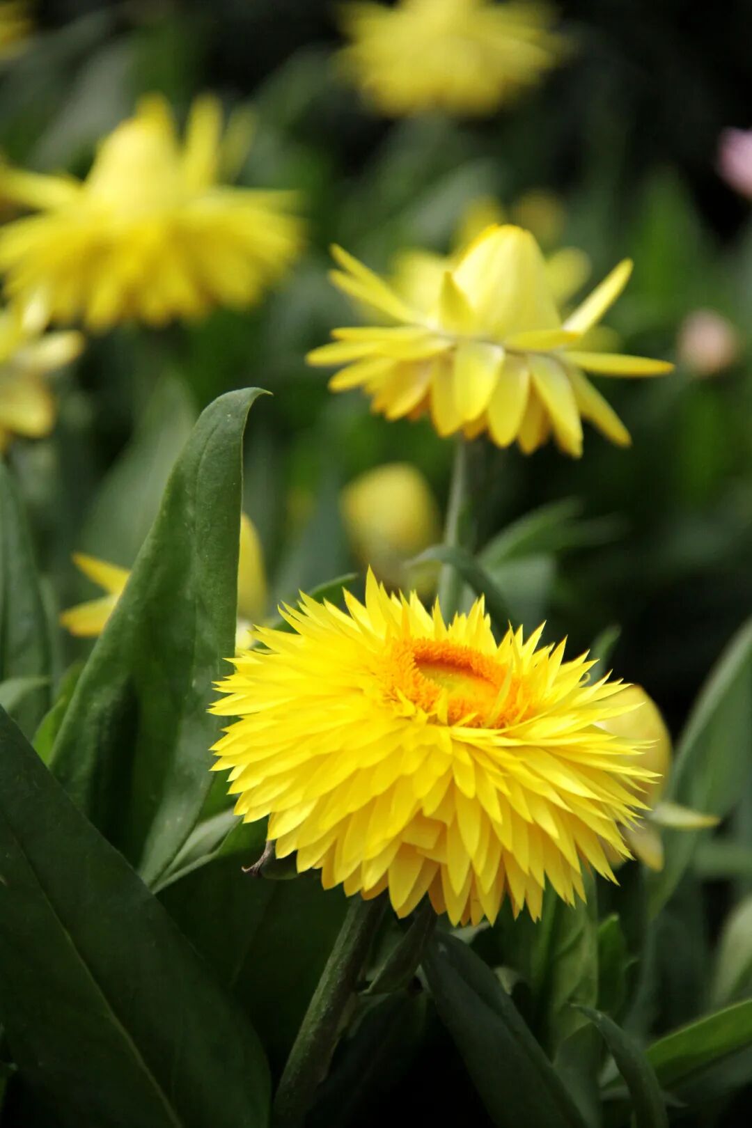 这些新品种，有望在园林绿化中大放异彩