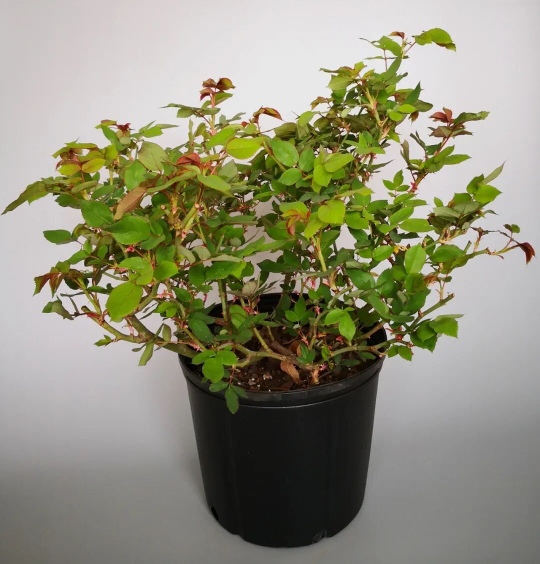 这些新品种，有望在园林绿化中大放异彩