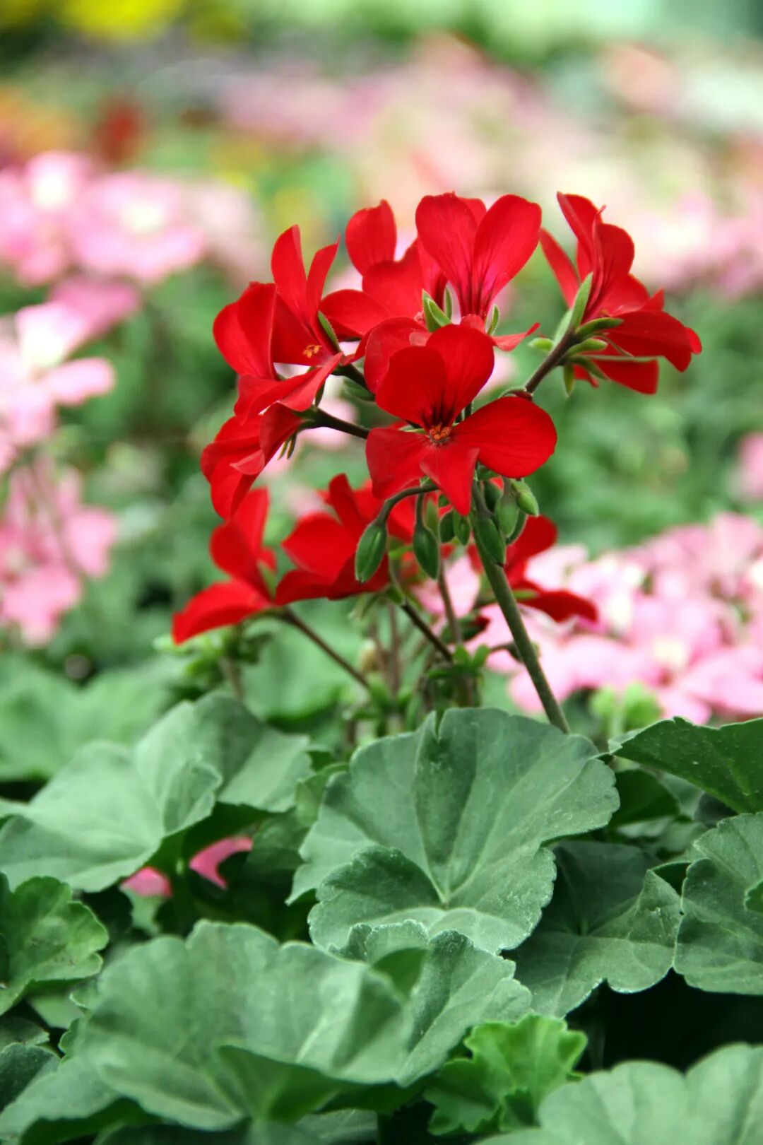 这些新品种，有望在园林绿化中大放异彩