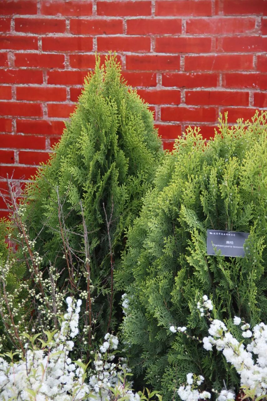 这些新品种，有望在园林绿化中大放异彩