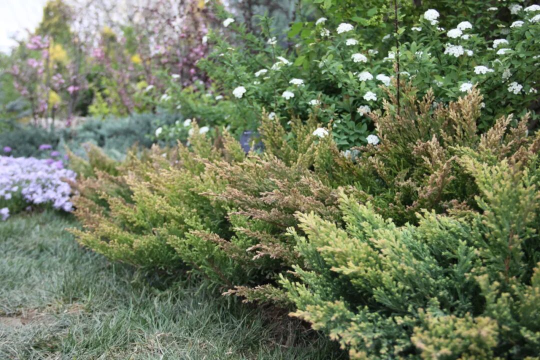 这些新品种，有望在园林绿化中大放异彩