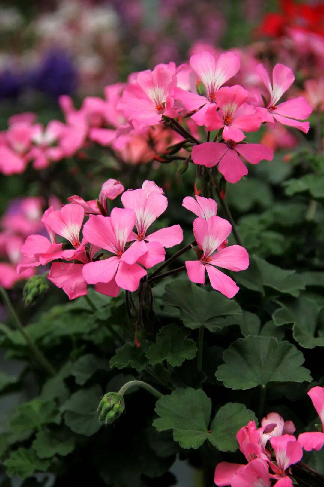 这些新品种，有望在园林绿化中大放异彩