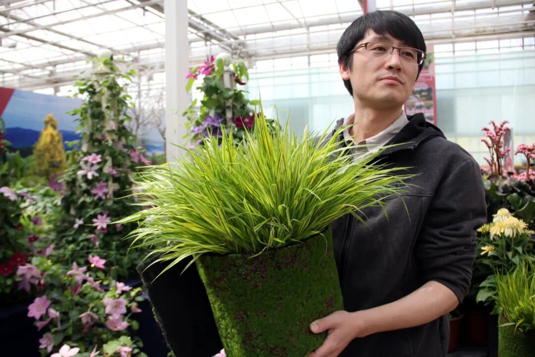 这些新品种，有望在园林绿化中大放异彩