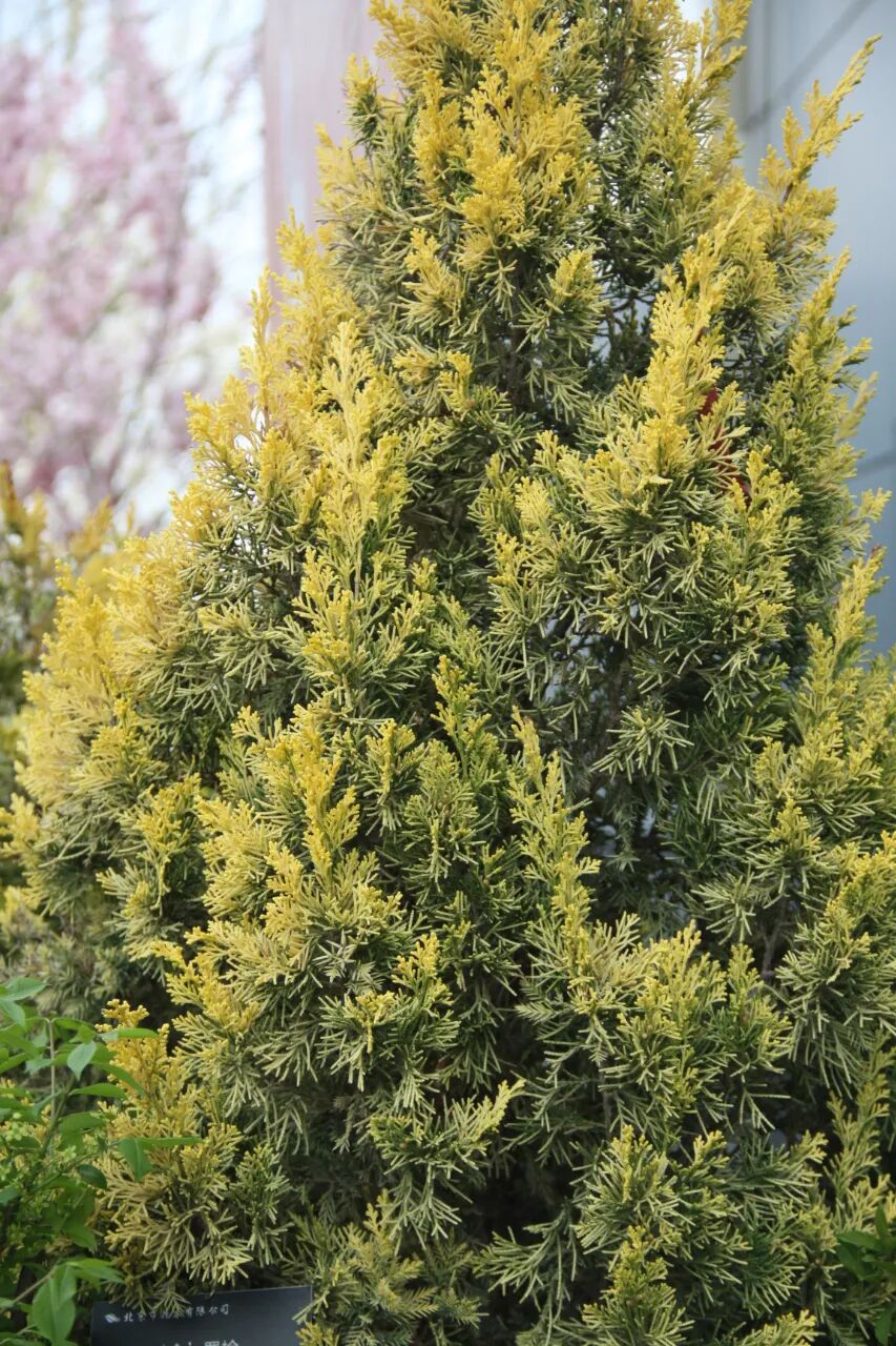 这些新品种，有望在园林绿化中大放异彩