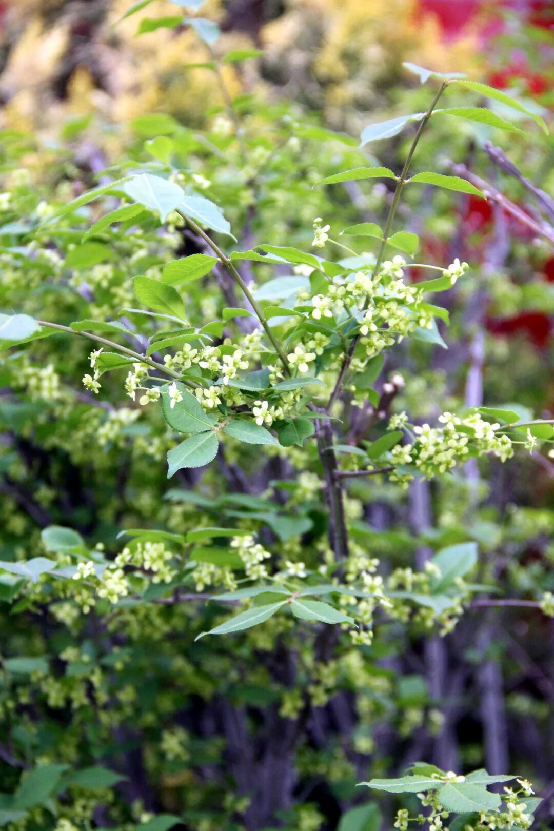 这些新品种，有望在园林绿化中大放异彩