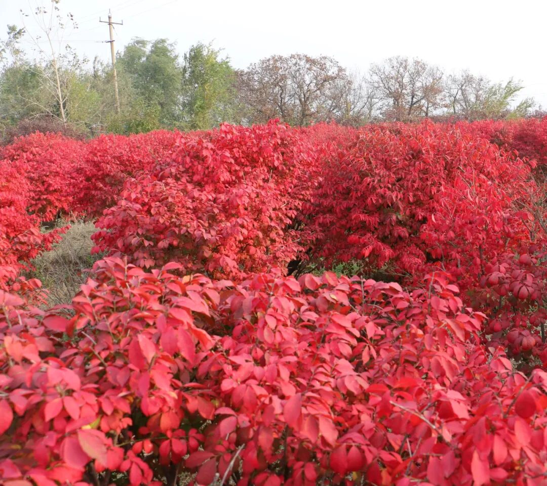 这些新品种，有望在园林绿化中大放异彩