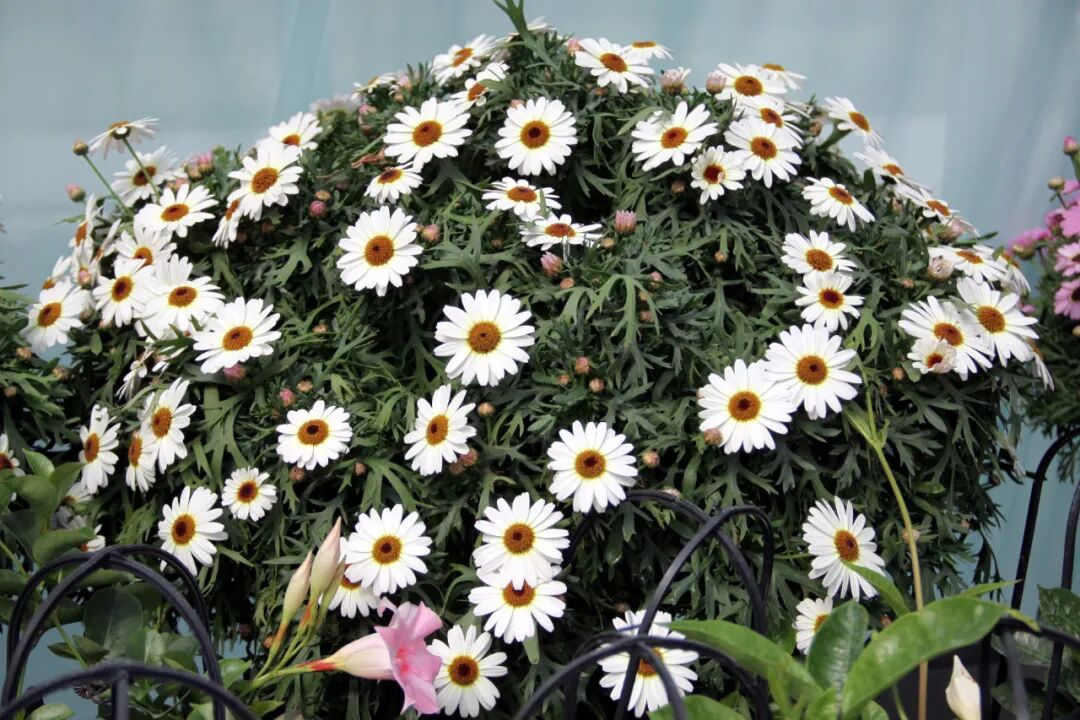 这些新品种，有望在园林绿化中大放异彩