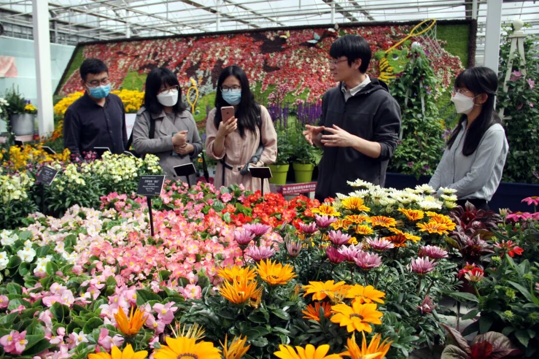 这些新品种，有望在园林绿化中大放异彩