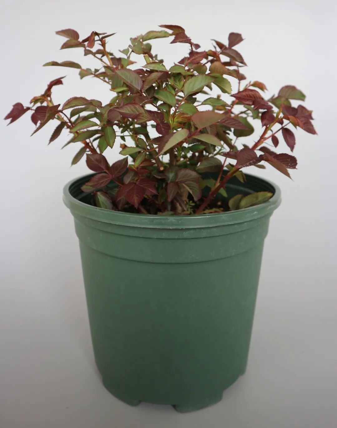 这些新品种，有望在园林绿化中大放异彩