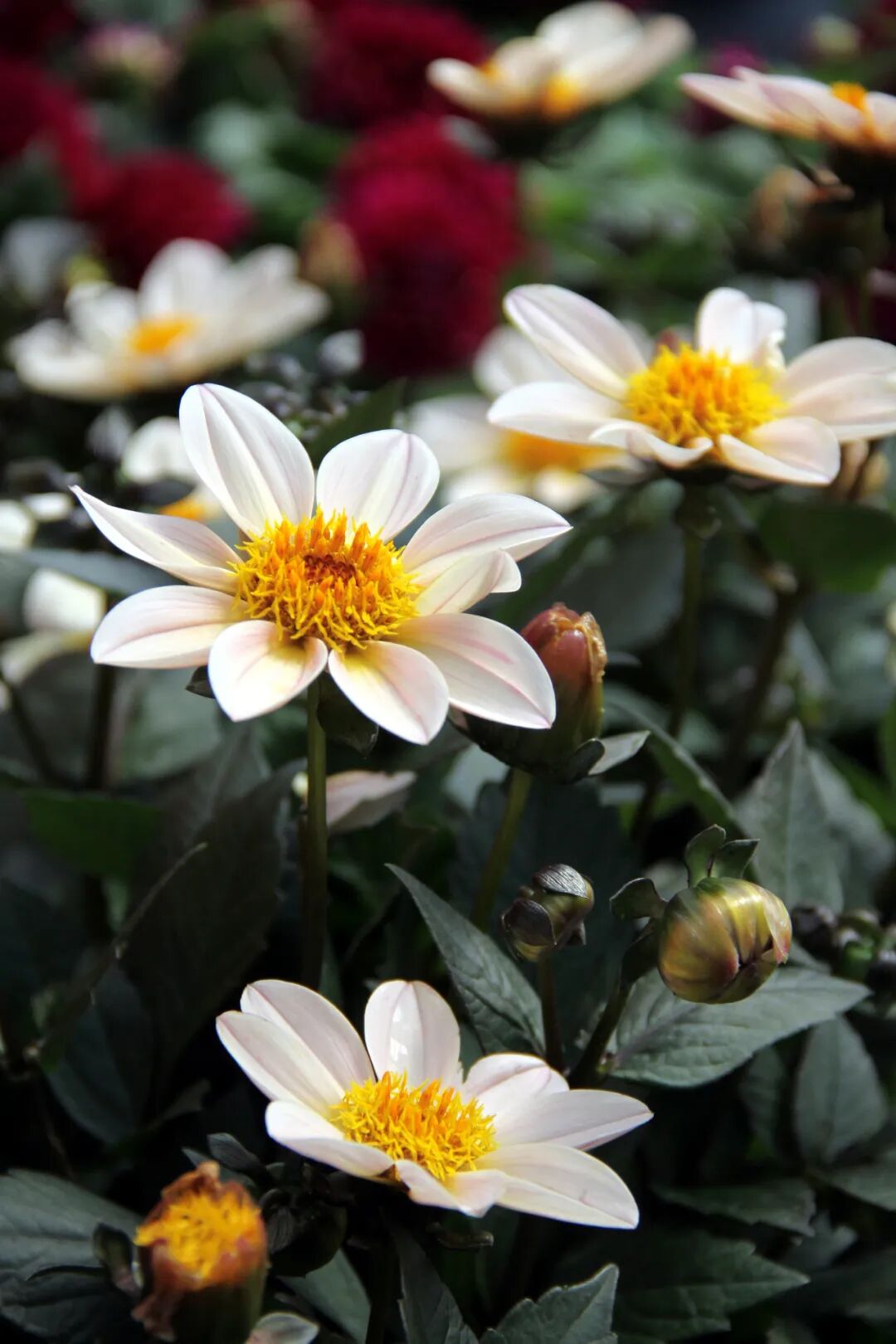 这些新品种，有望在园林绿化中大放异彩