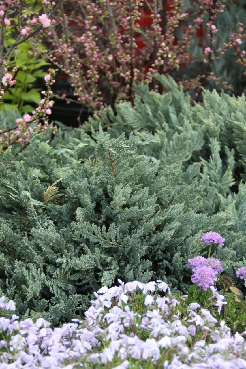 这些新品种，有望在园林绿化中大放异彩