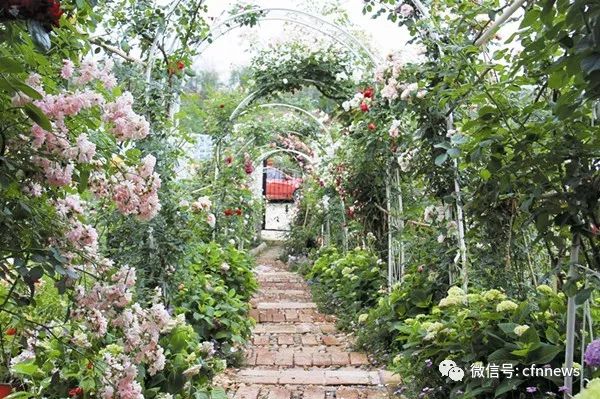 从玛莉亚色彩花园看色彩搭配 中国花卉报 微信公众号文章阅读 Wemp