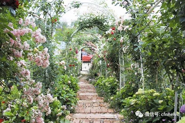 从玛莉亚色彩花园看色彩搭配 中国花卉报 微信公众号文章阅读 Wemp