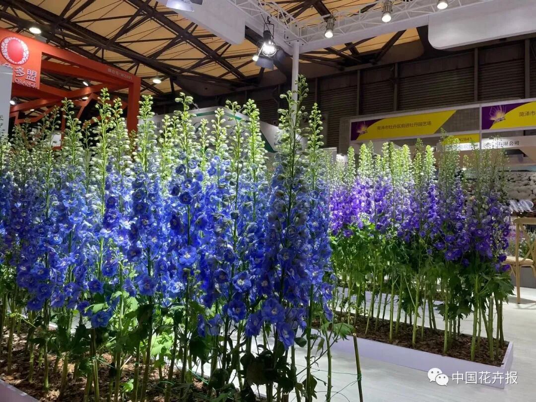 上海国际花展上刷爆朋友圈的 网红 展位 长什么样 中国花卉报 微信公众号文章阅读 Wemp