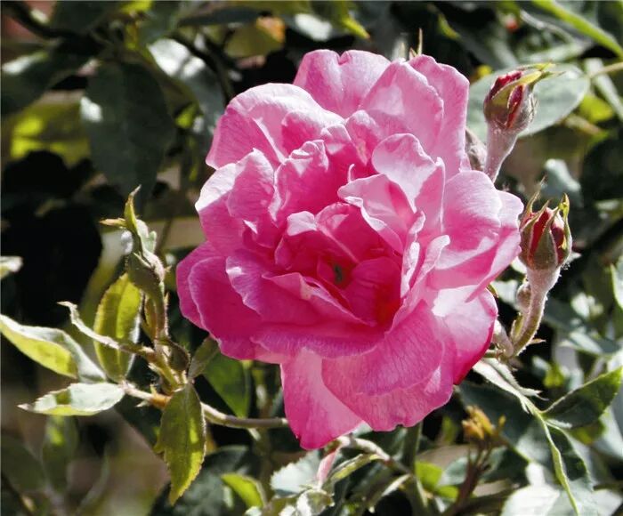 林彬说月季丨日本月季产业缘何快速崛起 玫瑰大师 微信公众号文章阅读 Wemp