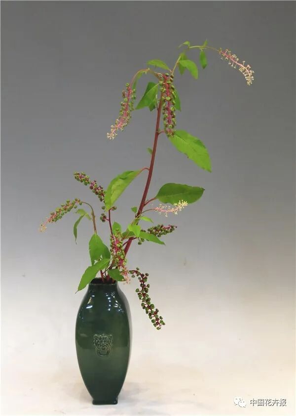 【采薇专栏】读明代瓶花专著心得之（一） ——择瓶