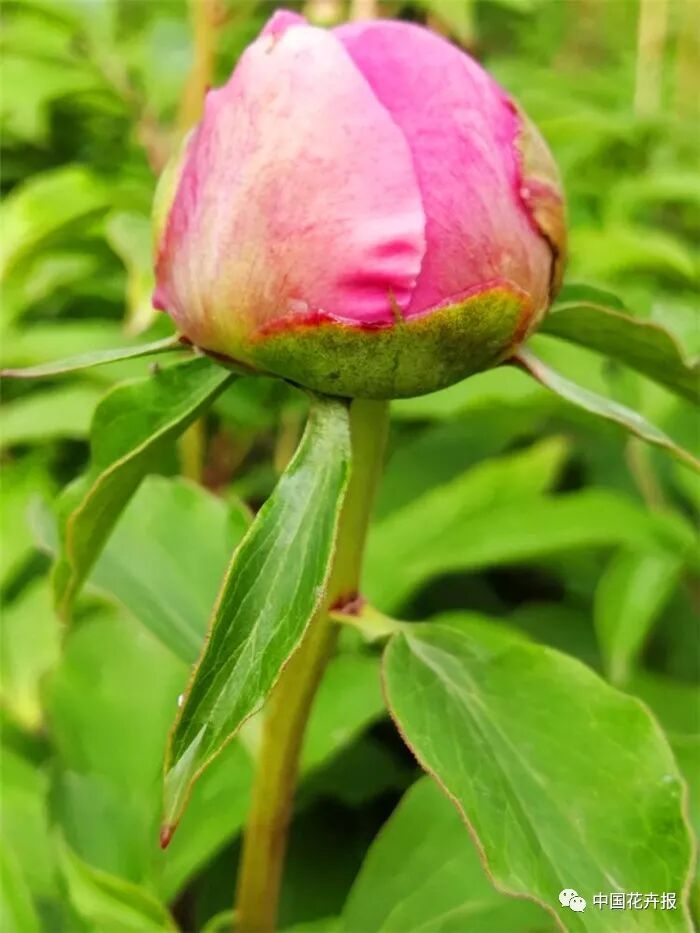 芍藥切花采前及采后處理