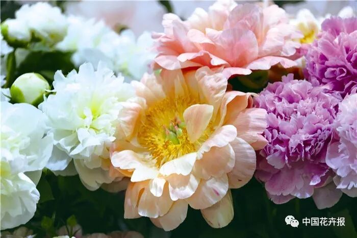 芍藥切花采前及采后處理