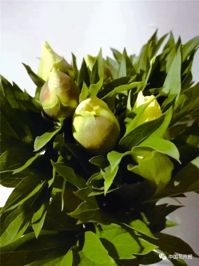 芍藥切花采前及采后處理