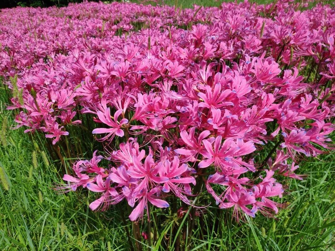 开在盛夏的石蒜花，如烟，似火