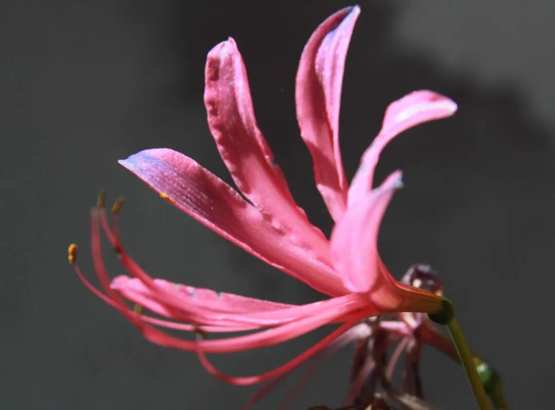 开在盛夏的石蒜花，如烟，似火