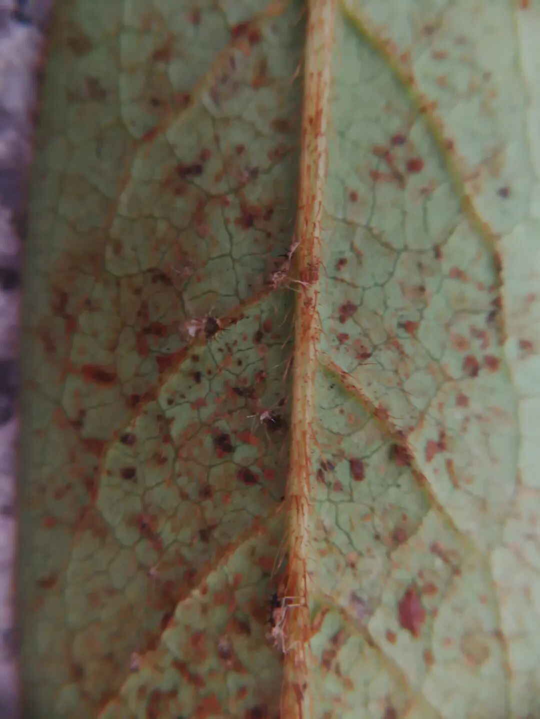 夏季小心杜鹃冠网蝽