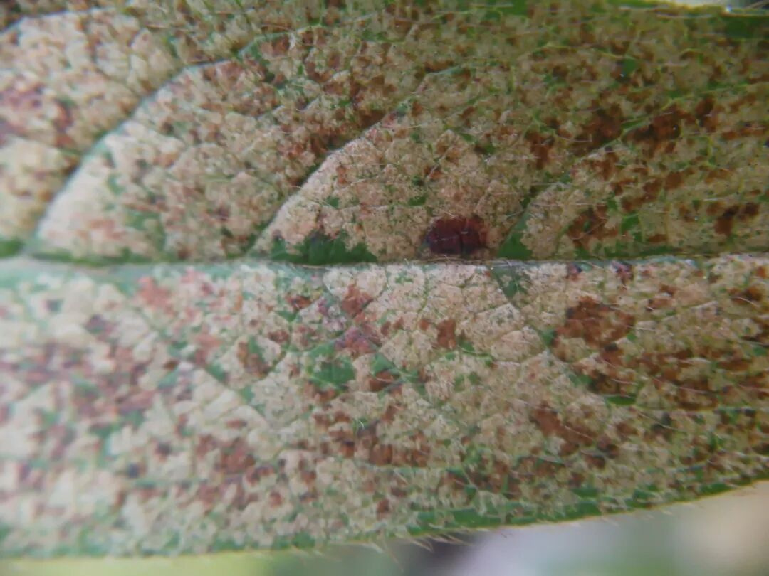 夏季小心杜鹃冠网蝽