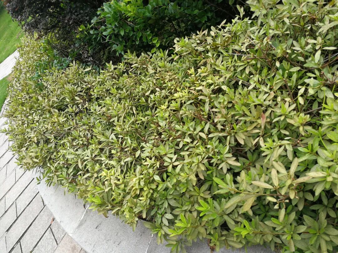 夏季小心杜鹃冠网蝽