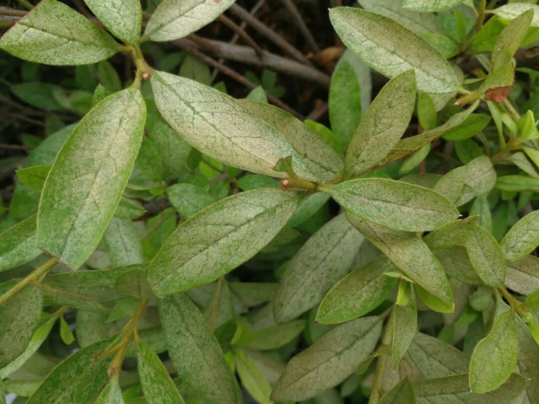 夏季小心杜鹃冠网蝽