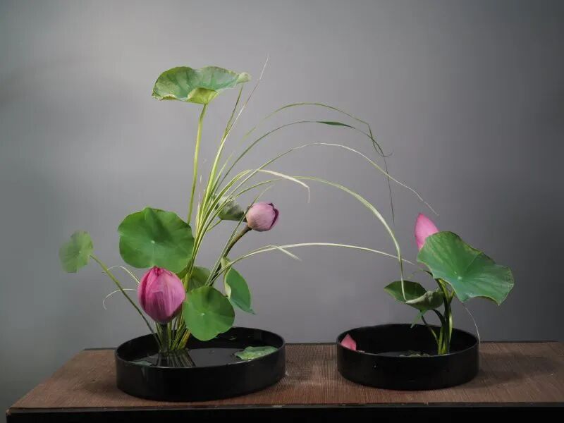 守得莲开结伴游