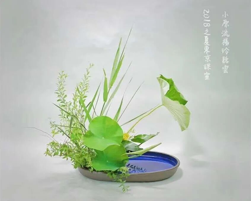 守得莲开结伴游