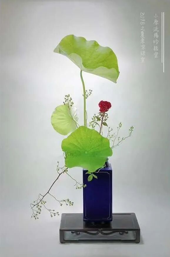 守得莲开结伴游