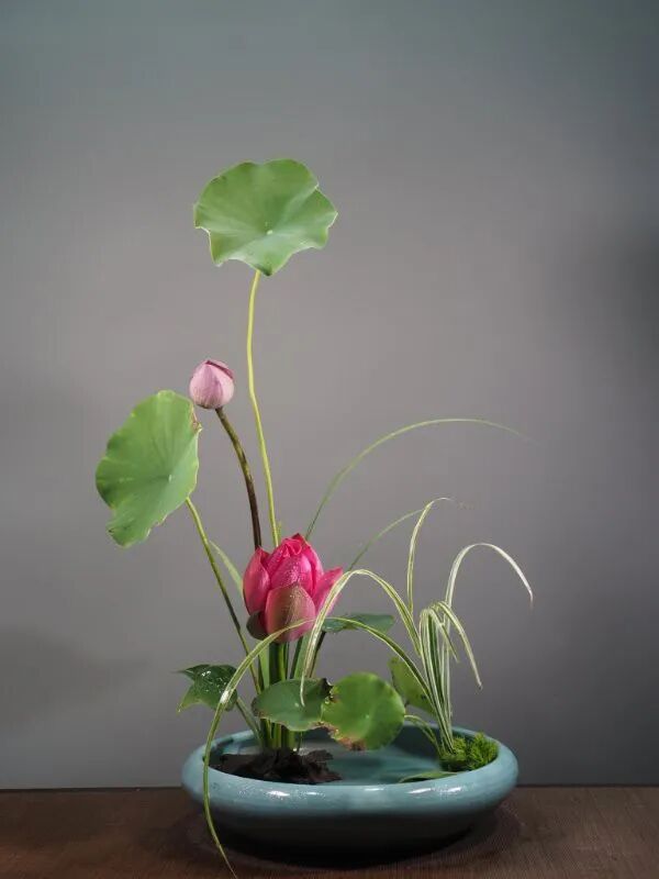 守得莲开结伴游