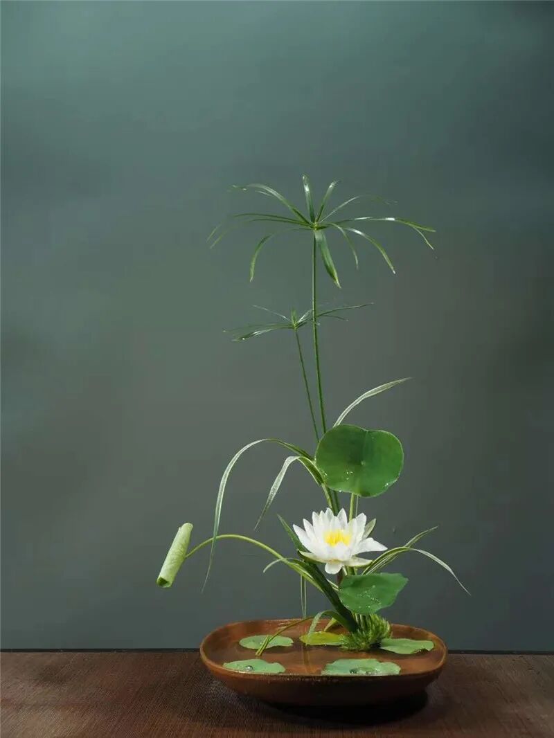 守得莲开结伴游