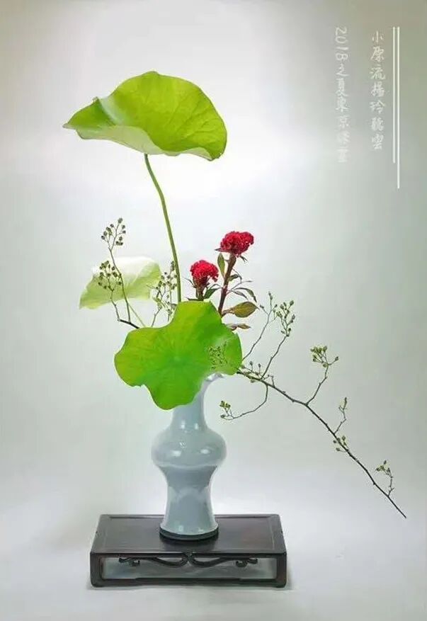 守得莲开结伴游