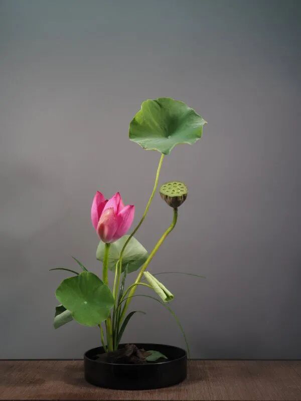 守得莲开结伴游