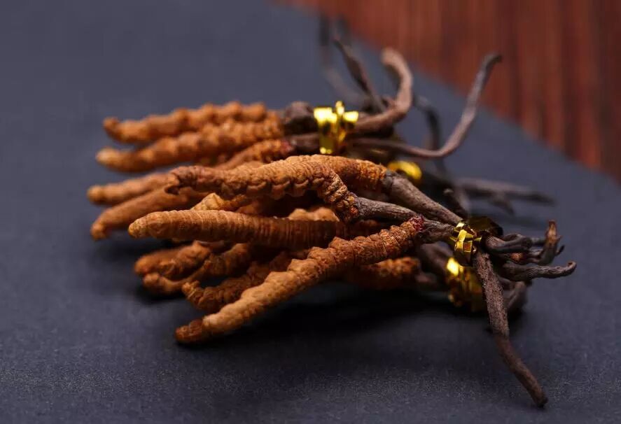 【藏秘速递】冬虫夏草的秘密,虫草素,虫草酸到底是何方神物