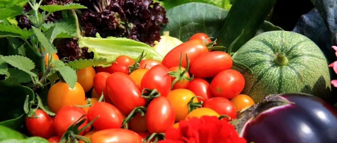 肝太“胖”了！可能是肠道菌群在作祟！