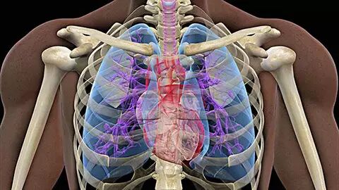 为什么人需要氧气氧气对身体的重要性_https://www.jmylbn.com_新闻资讯_第4张