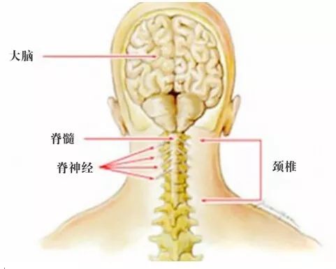 颈椎连接于活动量和重量较大的头部与活动性不强主要起稳定作用的胸椎之间