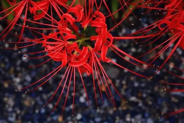 日本的彼岸花大片开放了 妖艳美丽 日本京都民宿 微信公众号文章阅读 Wemp