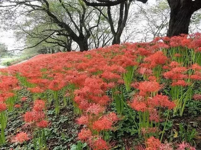 日本的彼岸花大片开放了 妖艳美丽 日本京都民宿 微信公众号文章阅读 Wemp