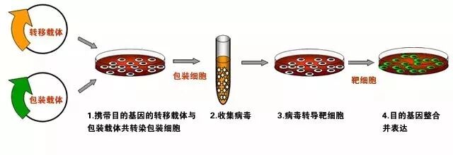 90%的人在進(jìn)行細(xì)胞轉(zhuǎn)染實(shí)驗(yàn)時(shí)，幾乎忽略了這6點(diǎn)注意事項(xiàng)！