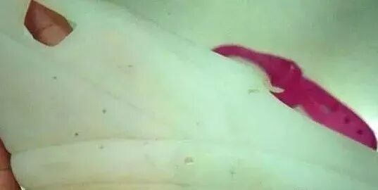 注塑加工产品出现黑点、杂质的原因及解决办法！的图2