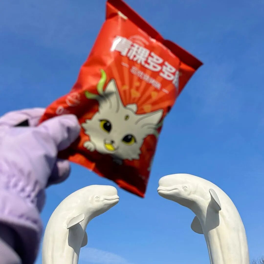 极地公园的白鲸,哈尔滨音乐公园的雪人,大熊猫花花,皮卡丘,故宫的胖喵