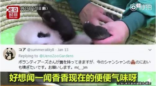 熊猫的生活习性作文_熊猫频道 24小时直播大熊猫生活_大熊猫生活习性