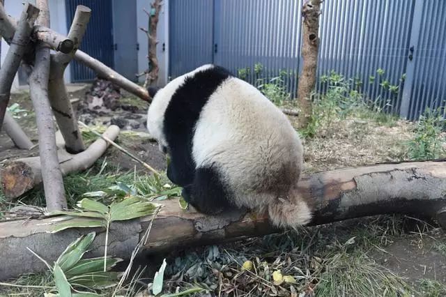 大熊猫生活习性_熊猫的生活习性作文_熊猫频道 24小时直播大熊猫生活