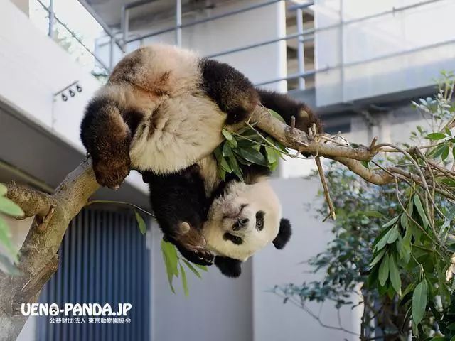 大熊猫生活习性_熊猫的生活习性作文_熊猫频道 24小时直播大熊猫生活