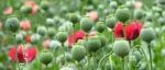 罂粟花美却有毒，非法种植触犯法律！还有这些毒品原植物也别碰！