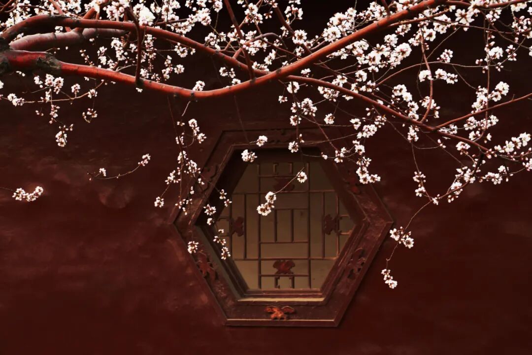 【芳菲三月 光影红桥】桃花主题摄影展线上开展啦!